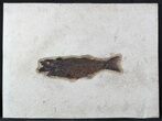 Large Knightia Fossil Fish - inch Layer #45311-1